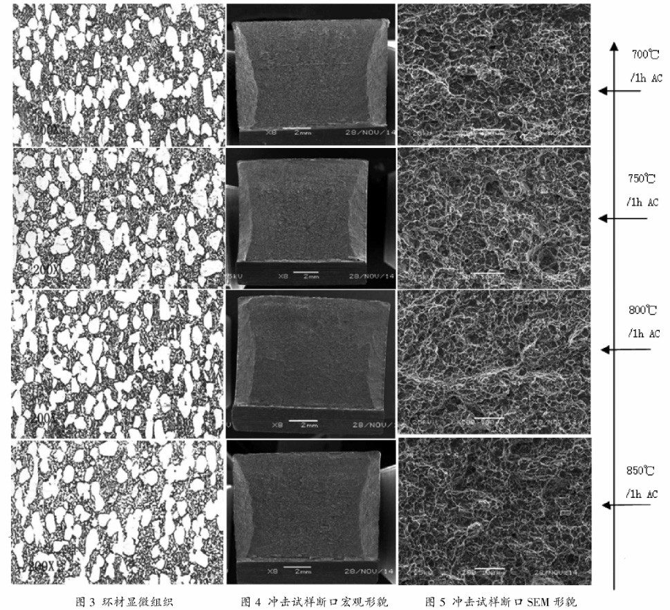 環材顯微組織 環材顯微組織